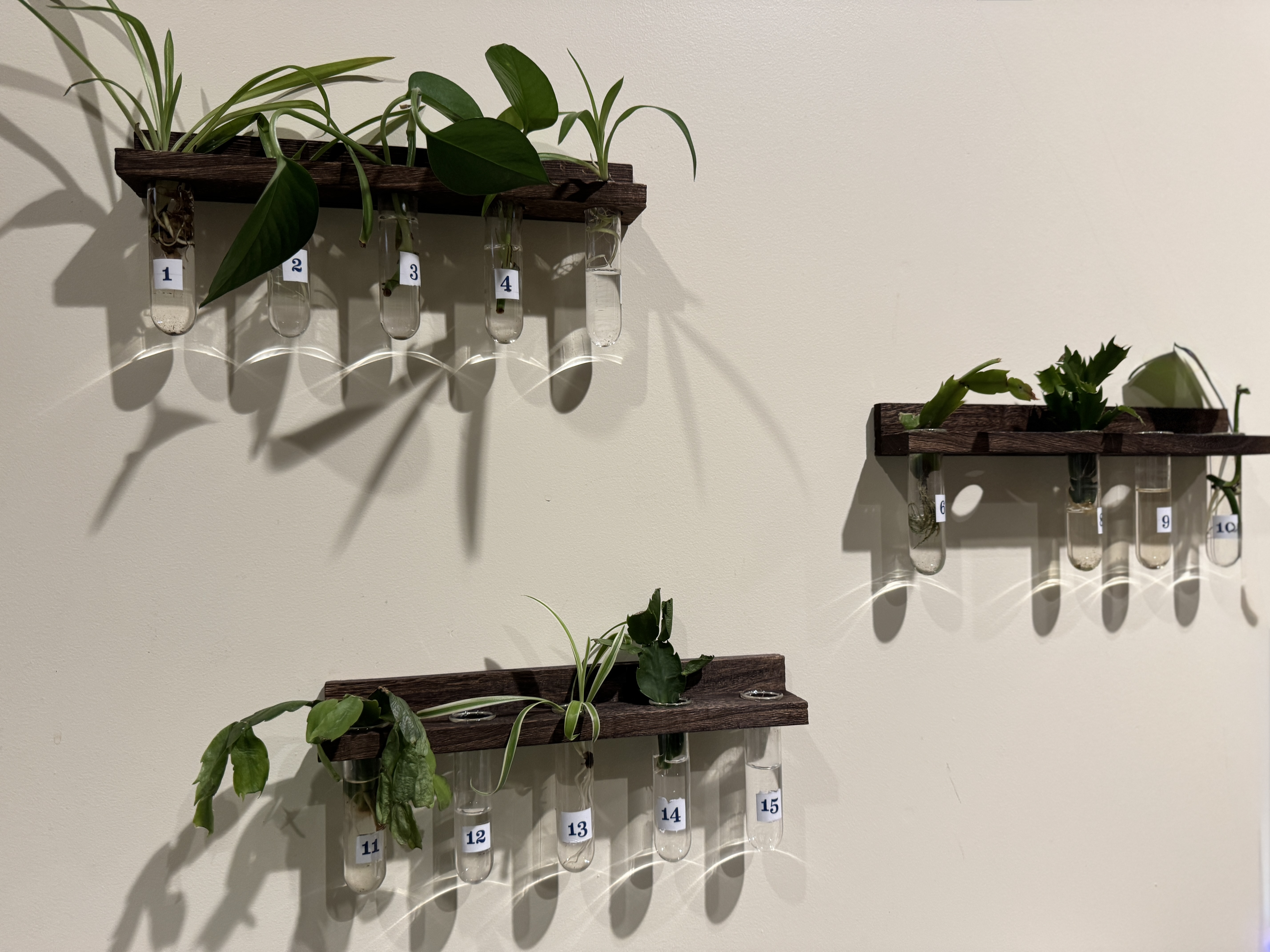 test tubes filled with a variety of plant cuttings hanging on a wall