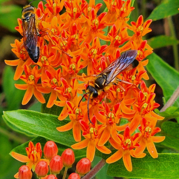 flowers and bees
