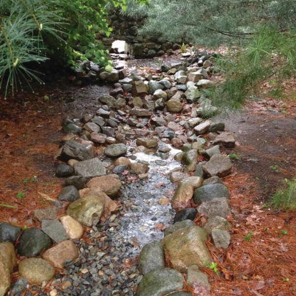 rain garden
